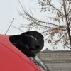 pol_po_Spoiler-Cap-Seat-Leon-MS-Design-Mk2-1263_2jpg - OPSHOLDERS